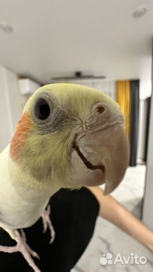 Попугай корелла мальчик с клеткой