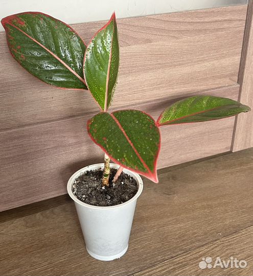 Аглаонема крит