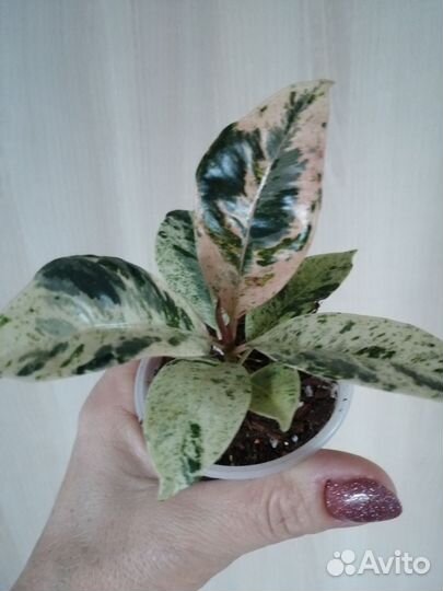 Фикус шривериана