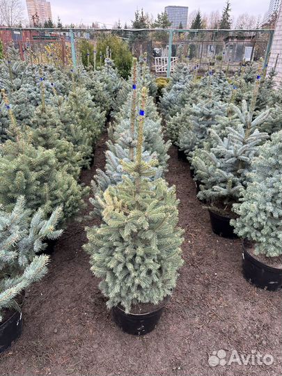 Ель голубая новогодняя Дропшиппинг