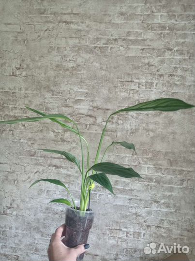 Спатифиллум Сильвер Купидо