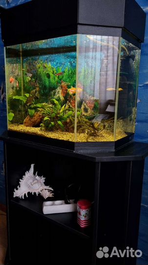 Аквариум