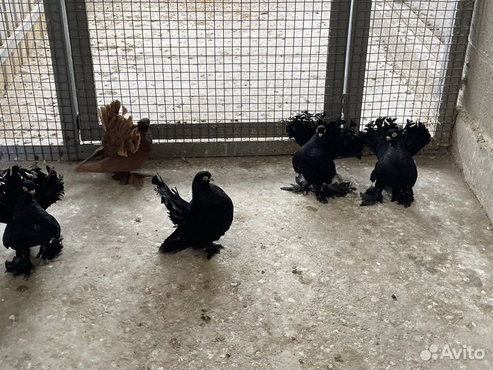 Статные голуби