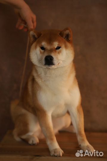 Сиба ину