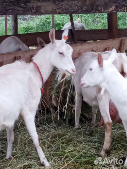 Козы дойные