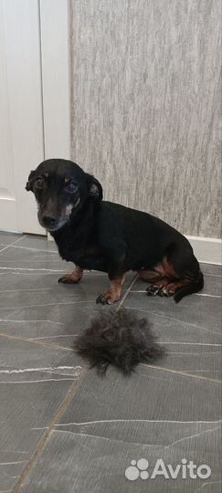 Грумер стрижка собак