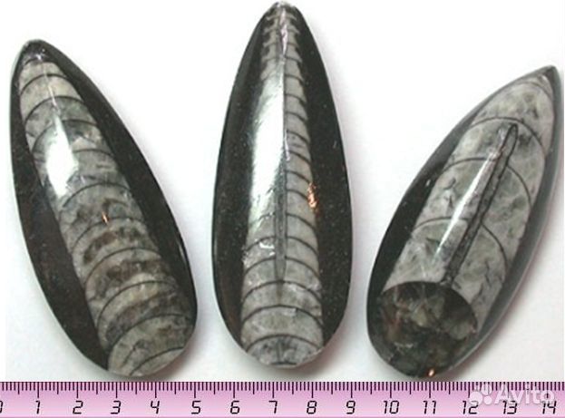 Белемниты, Ортоцерасы, Эндоцерасы, наутилусы