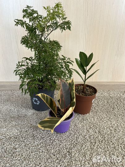 Набор комнатных растений