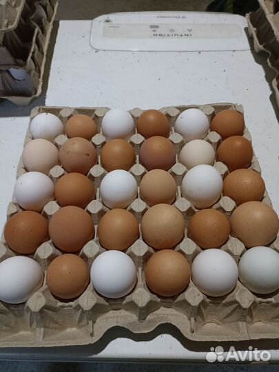 Домашние куриные яйца