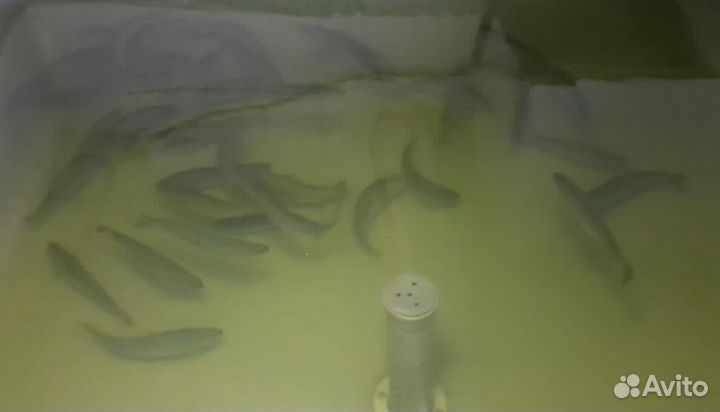 Живая рыба форель