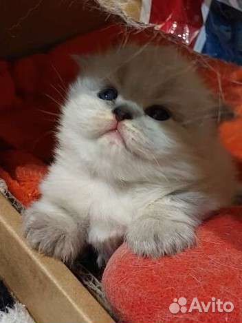 Шотландские котята