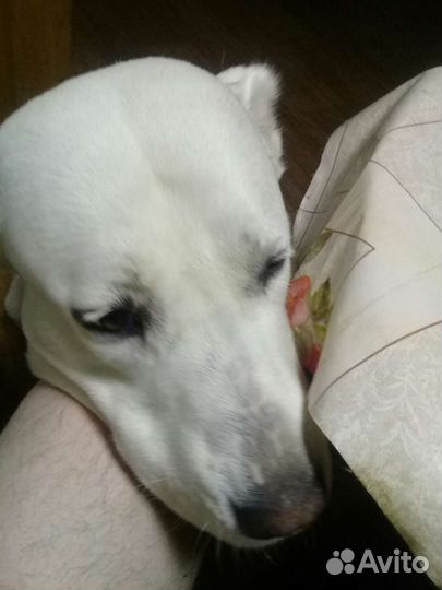 Алабай в добрые руки