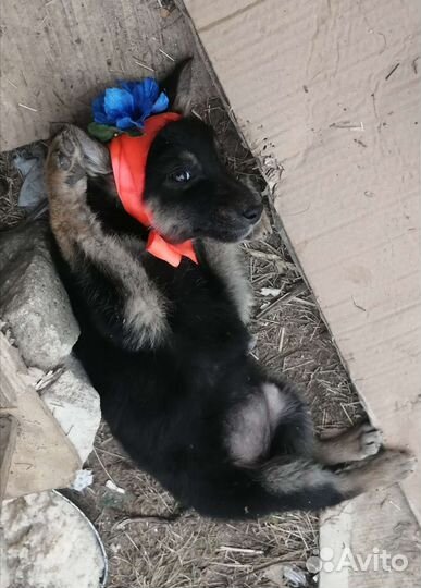 Некрупная девчоночка ищет дом