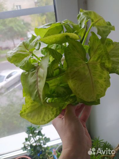 Сингонии Голден Аллюжн