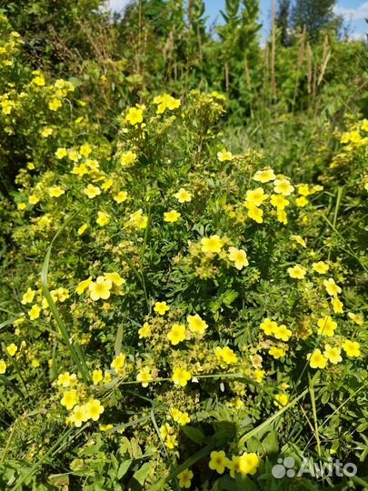 Лапчатка жёлтая