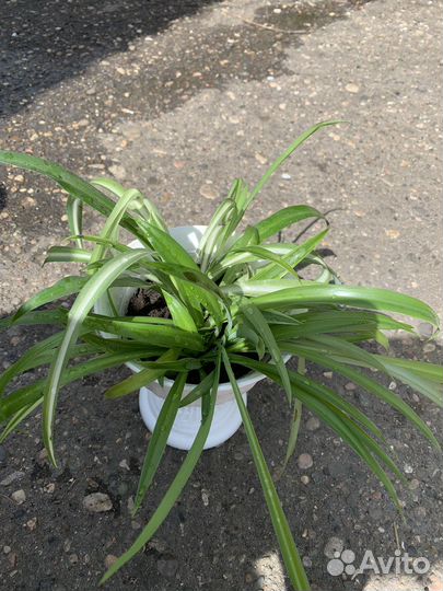 Хлорофитум