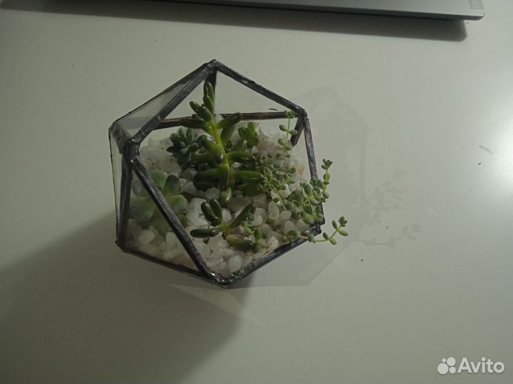 Мини флорариум с суккулентами