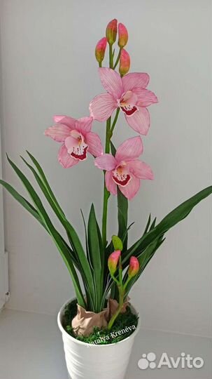 Орхидея Цимбидиум