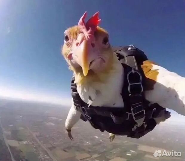 Подопытная курочка ашота