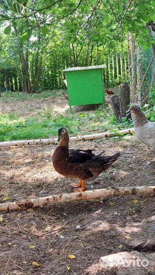 Молодой петушок, утка