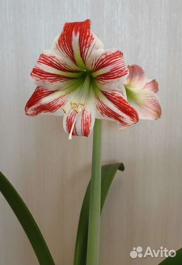 Гиппиаструм