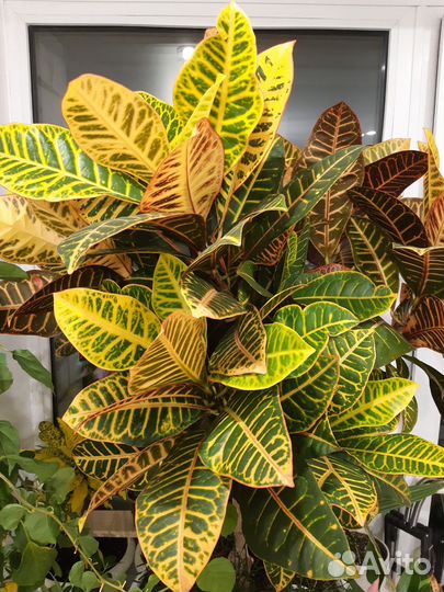 Крупномеры: Кротон, Фикусы