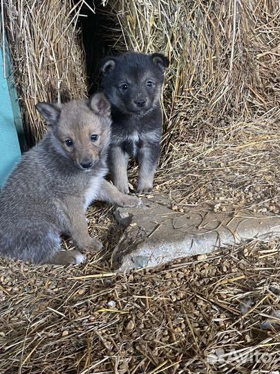 Собака в добрые руки щеноки