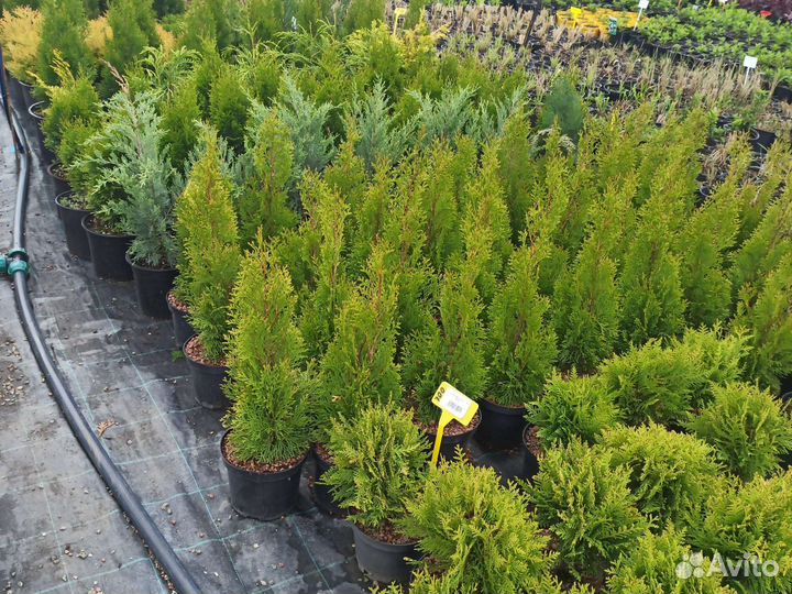 Туя, гортензия, барбарис