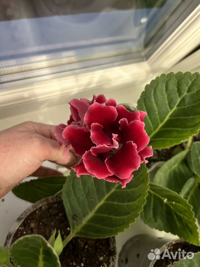 Глоксиния махровая