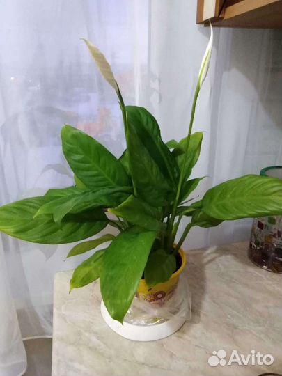 Спатифиллум