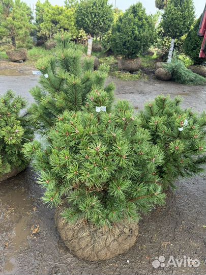 Сосна горная мугус