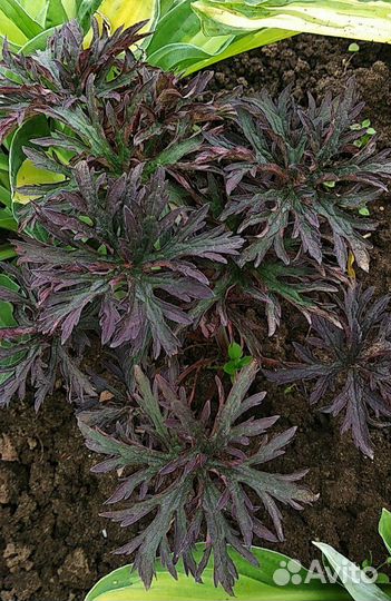 Герань садовая красно - листная