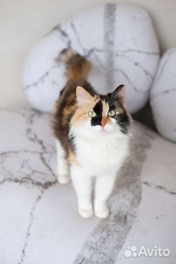 Роскошная кошка