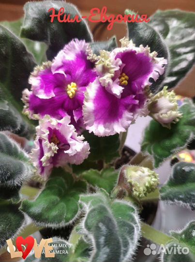 Фиалки сортовые