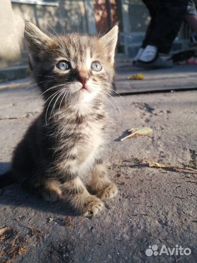 Кошка в дар бесплатно