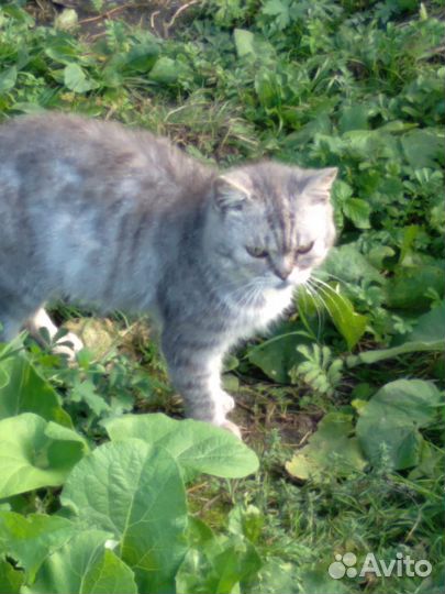 Котик ищет дом