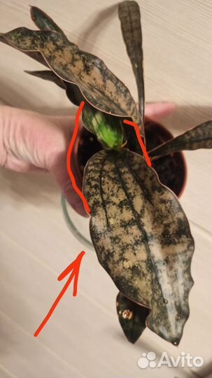 Сансивиерия металлика, Ханни, Стар Каньон Гранит