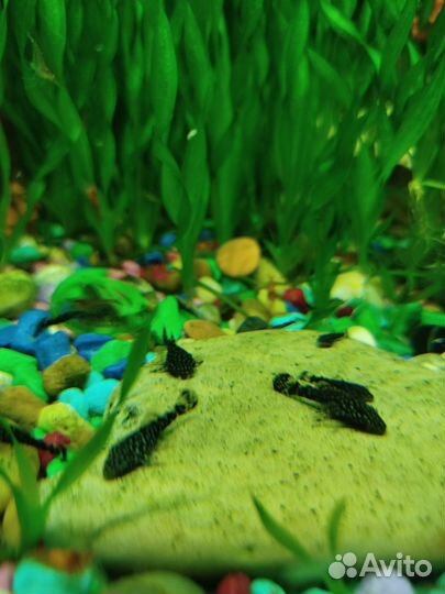 Сомики анциструсы