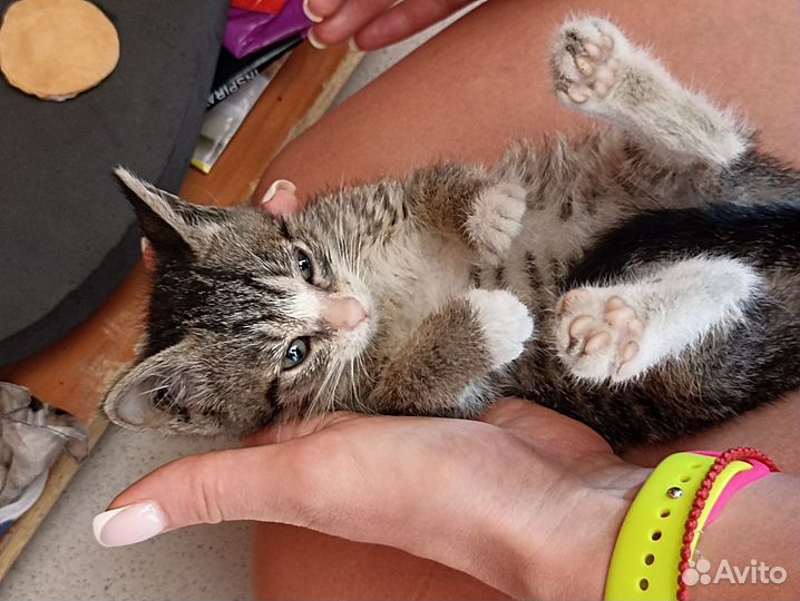 Котята в добрые руки бесплатно