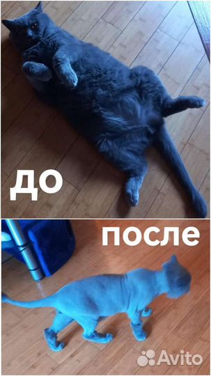 Стрижка кошек с выездом на дом