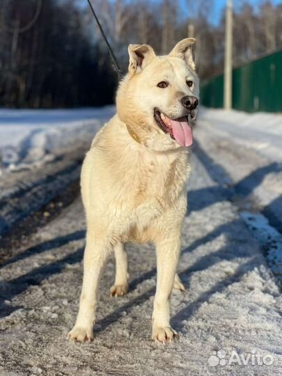 Собака в добрые руки