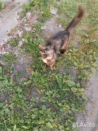 Молодая трехцветная ласковая кошка