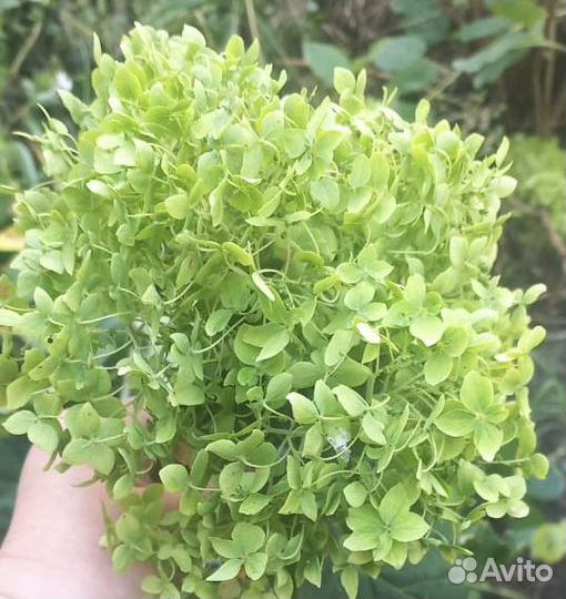 Продаю гортензию