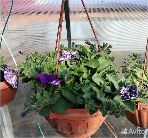 Хризантемы и петунии