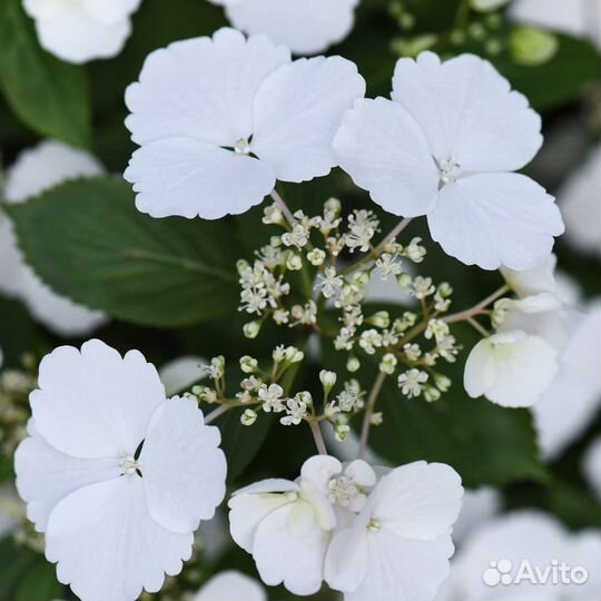 Гортензия амп. 