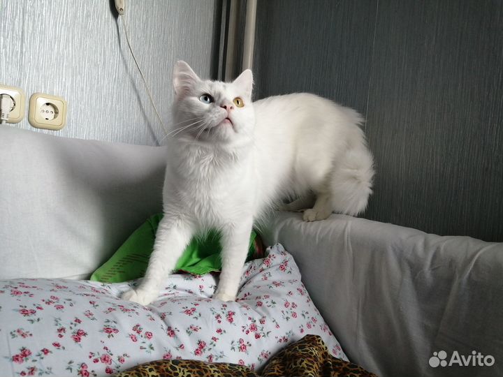 Белые пушки