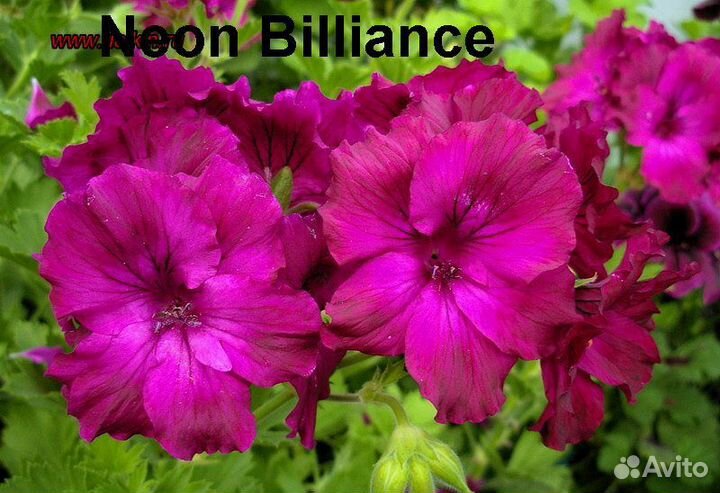 Пеларгонии Rosemaroy и др