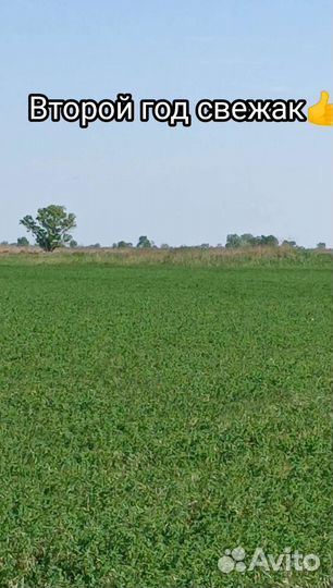 Люцерна в тюках