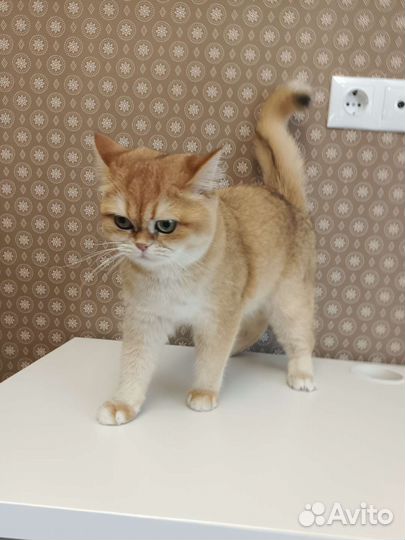 Груминг Стрижка кошек выезд на дом