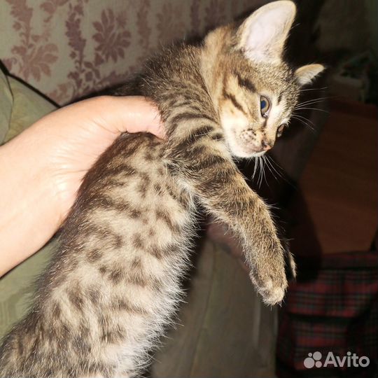 Котята-100